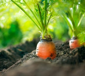 jardin, potager, bio, carottes