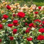 Buisson de roses