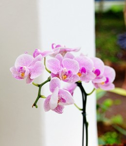 Orchidées fleurs immergées 